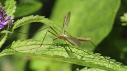 Cranefly