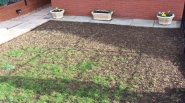Leatherjacket damage to lawn