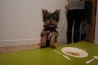 Lily's Kitchen Diner - Dogs Eating 6