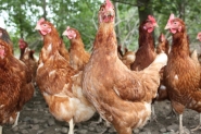 Happy Egg Co. - Happy Hens