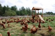 Happy Egg Co. - Happy Egg Farm